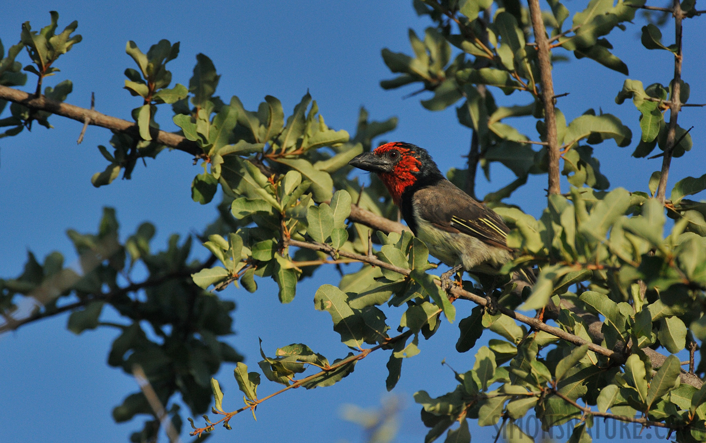 Lybius torquatus torquatus [550 mm, 1/4000 sec at f / 8.0, ISO 1600]